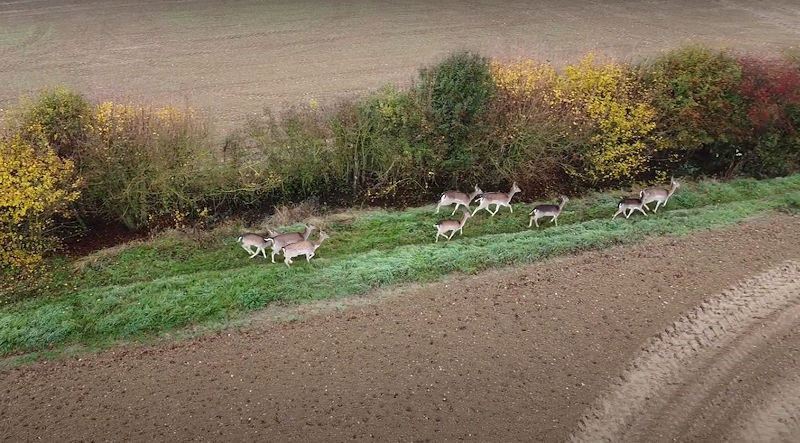 Video of Wild Deer in the Essex Countryside